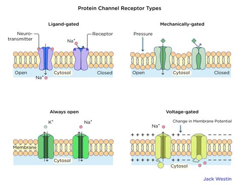 Gated Ion Channels - Biosignalling - MCAT Content Cell Biology, Molecular Biology, Active Site ...