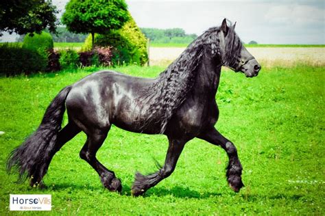 Friesian Horse Breed: Temperament & Facts (W/ Pictures & Videos)