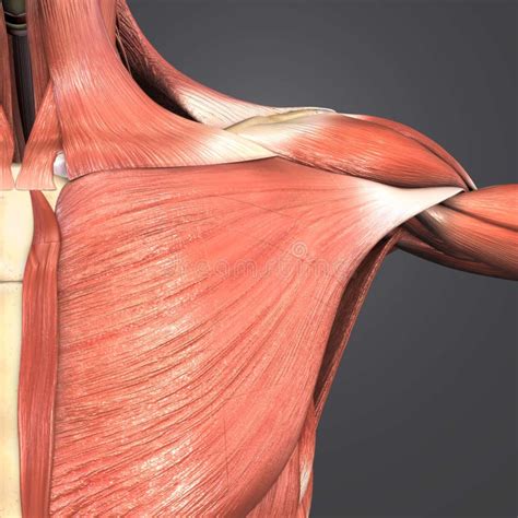 Pectoralis Major Breast Muscle Anatomy, 3d Medical Vector Illustration ...