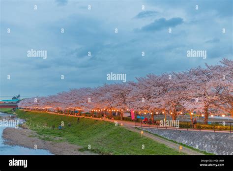 Cherry Blossoms at night in Saitama,Japan Stock Photo - Alamy