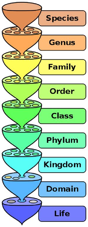 Binomial Nomenclature Definition Rules And Importance Lesson