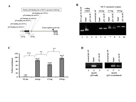 Mct 1 Promoter Associates With P53 A Six Putative P53 Binding Sites Download Scientific