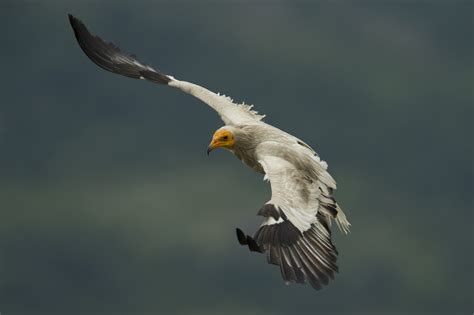 Egyptian vulture | Rewilding Rhodope Mountains