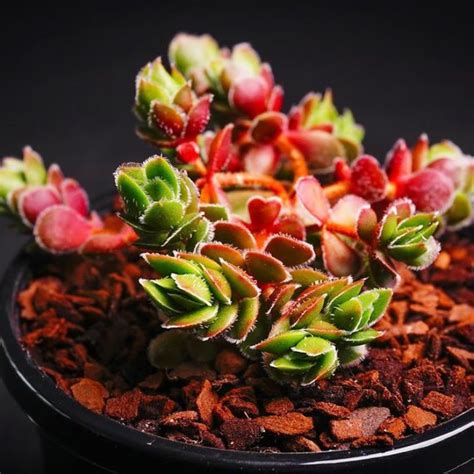 Real Live Succulent Cactus Plant Crassula Lanuginose V Pachystemon Succulent Zone