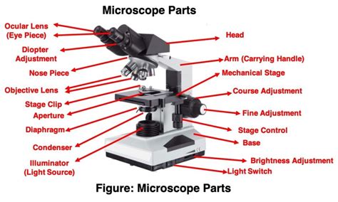 Compound Light Microscope Parts And Functions | Shelly Lighting