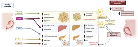 Life Free Full Text The Role Of Adiponectin During Pregnancy And