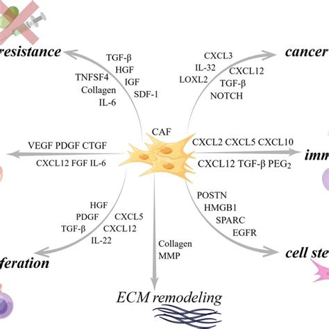 Functional Heterogeneity Of Caf Caf Is Broadly Classified As Pro Tumor