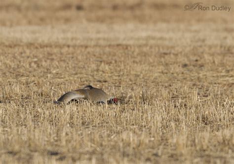 Unusual Sandhill Crane Behavior – Feathered Photography