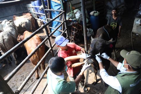 Pemeriksaan Kesehatan Sapi Kurban Jelang Hari Raya Idul Adha