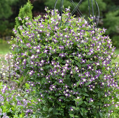 Cottage Farms Direct Shade Violet Stardust Clematis Bush