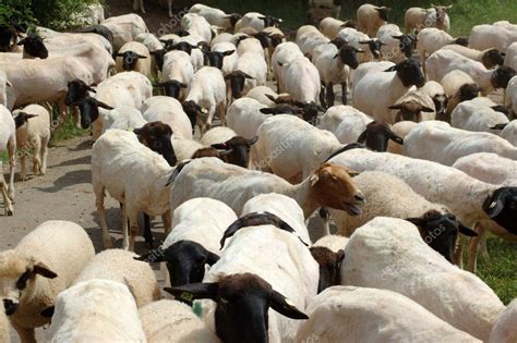 Blackhead Persian sheep — Stock Photo © murysia #2876987