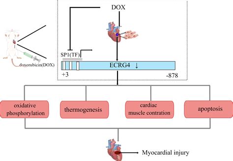 Frontiers A Potential Link Between Aberrant Expression Of ECRG4 And