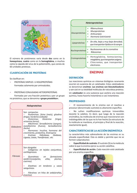 Proteinas Y Enzimas Para Cuarto Grado De Secundaria Pdf