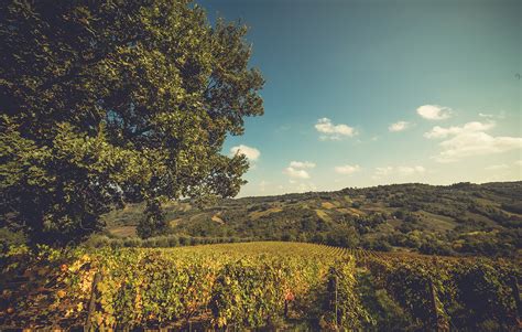 Masciarelli Tenute Agricole Si Conferma Pioniera Dellenoturismo In