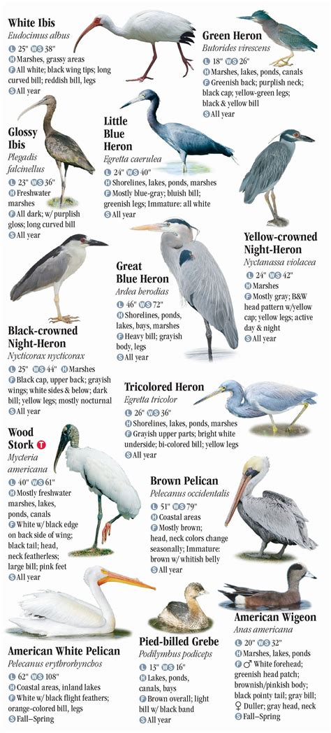 Birds Of Central Florida Quick Reference Publishing Retail
