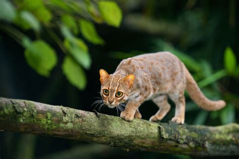 The Rusty Spotted Cat Prionailurus Rubiginosus The Worlds Smallest