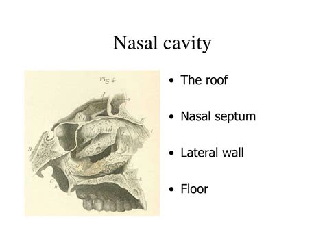 Ppt Nasal Cavity And Post Nasal Space Powerpoint Presentation Free