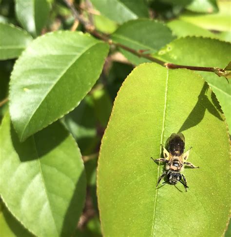 Protect Ground Nesting Bees | NC State Extension