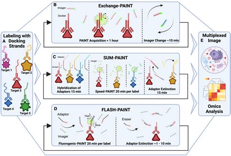 Dna Paint Adaptors Make For Efficient Multiplexing Cell Reports Methods