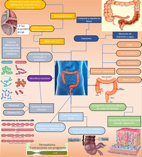 Blog De Fisiolog A M Dica Uas De Daniel P Rez Mapa Mental Intestino Grueso