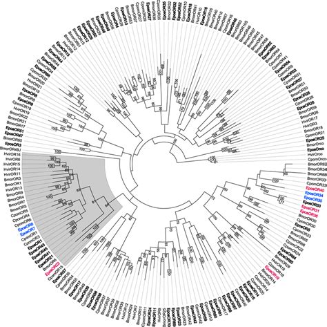 A Maximum Likelihood Phylogenetic Tree Of Odorant Receptors Ors From