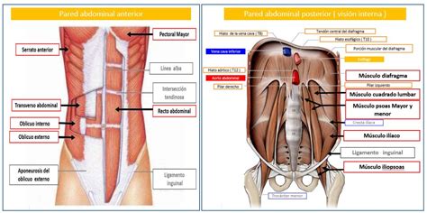 M Sculos De La Pared Abdominal Dolopedia