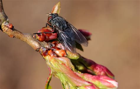 Fotos gratis rama ala fotografía mosca insecto sentado pequeña