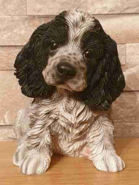 Cocker Spaniel Puppies Black And White