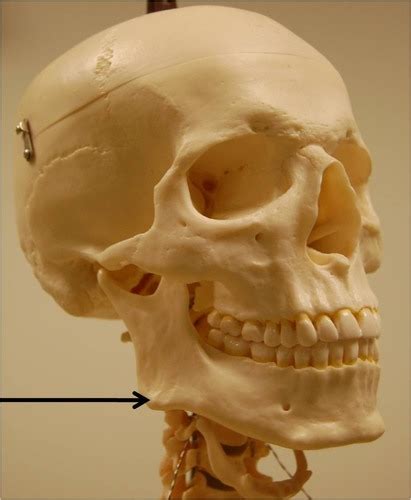 Mandible Anatomy Flashcards Quizlet