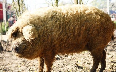 Zwierzęta na lubuskiej wsi Niektóre to wyjątkowe okazy Strefa Agro