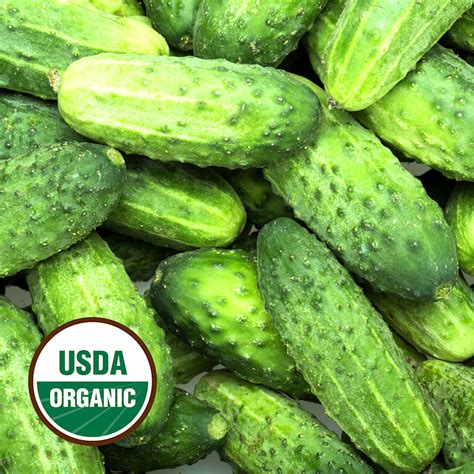 Organic Pickling Cucumber Seeds Organic Wisconsin