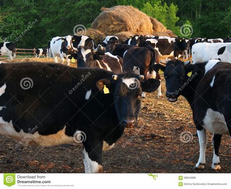 Vacas Blancos Y Negros En La Granja Foto De Archivo Imagen De Campo