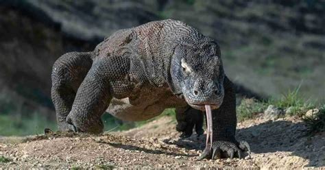 Komodo Dragon Behavior - AnimalBehaviorCorner