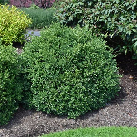 Green Velvet Boxwood Platt Hill Nursery