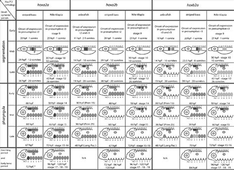 Schematic Representation Of Hox Paralog Group Gene Developmental