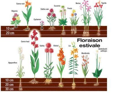 Comment Planter Des Bulbes De Fleurs L Atelier Des Fleurs