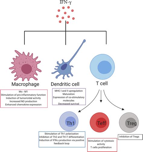 Interferon γ Interplay With Immune Cells Interferon γ Interacts With