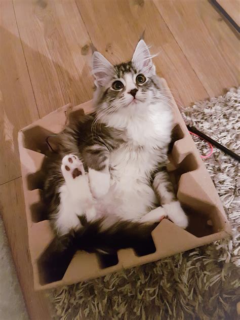 If It Fits I Sits R Aww