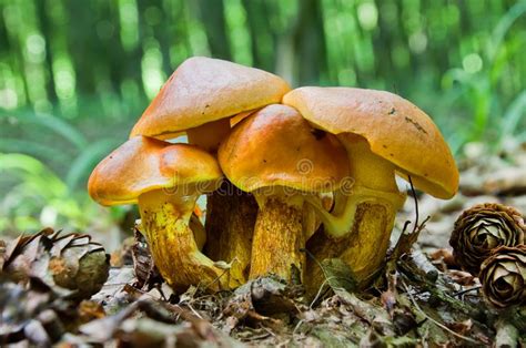 O Conjunto De Elegans Comestíveis Do Suillus Dos Cogumelos Cresce Nas