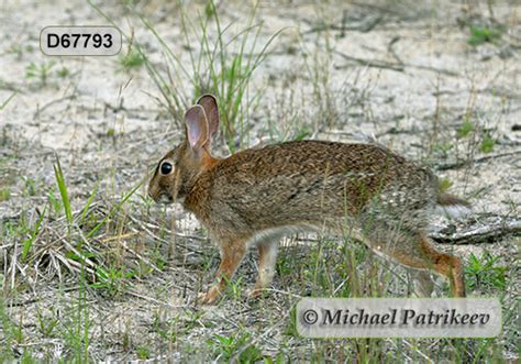 Sylvilagus Floridanus Eastern Cottontail Leporidae Wild Nature Images