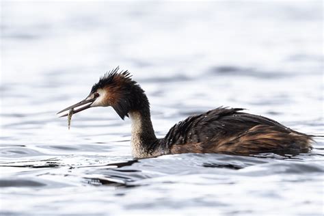 Mostly Moist Birds On Tumblr Great Crested Grebe Podiceps Cristatus