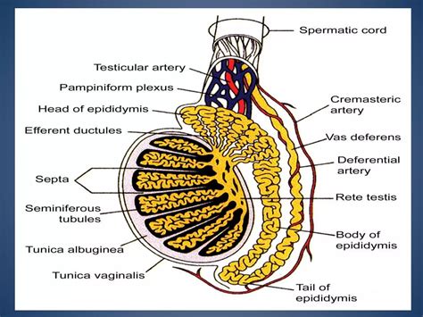 Imaging Of Inguino Scrotal Region PPT