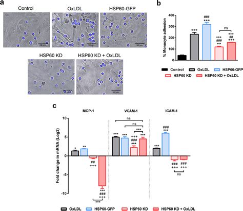 Hsp60 Mediated Endothelial Activation In Huvec The Adhesion Of Thp 1