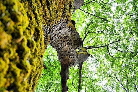 Free Images Nature Forest Outdoor Branch Wood Sunlight Leaf