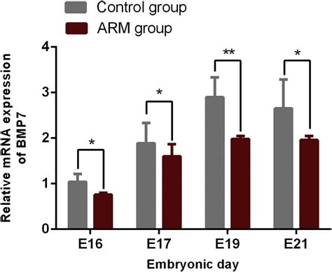 BMP7 Is Downregulated In Lumbosacral Spinal Cord Of Rat Embryos With