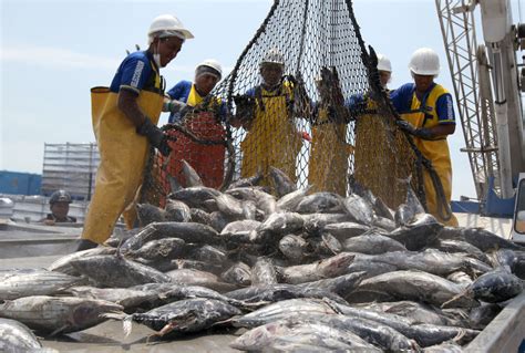 Inei Dio A Conocer Que La Producción Del Sector Pesca Disminuyó En 21 Por Menor Captura De