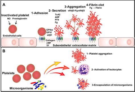 Figure 1 From How Fungal Glycans Modulate Platelet Activation Via Toll