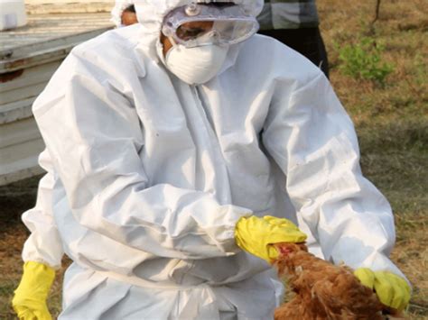 Mass Culling Of Fowl Begins At Angul After Bird Flu Confirmed