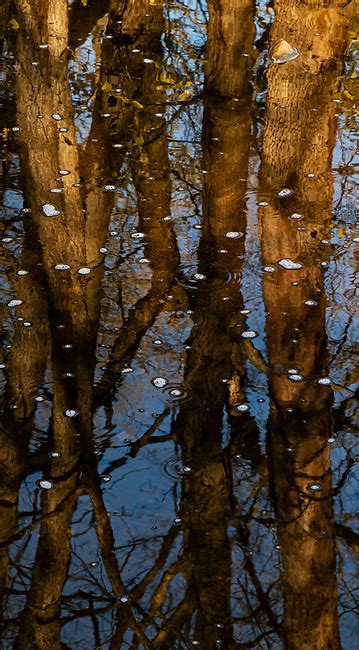 689 59 Trunk Reflections Hank Erdmann Photography