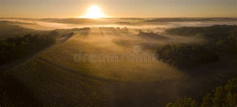 Aerial View Bordeaux Vineyard Landscape Vineyard And Fog At Sunrise